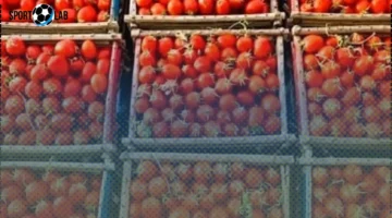 انخفاض أسعار الطماطم وباقي الخضروات والفواكه في كفر الشيخ 28 أكتوبر